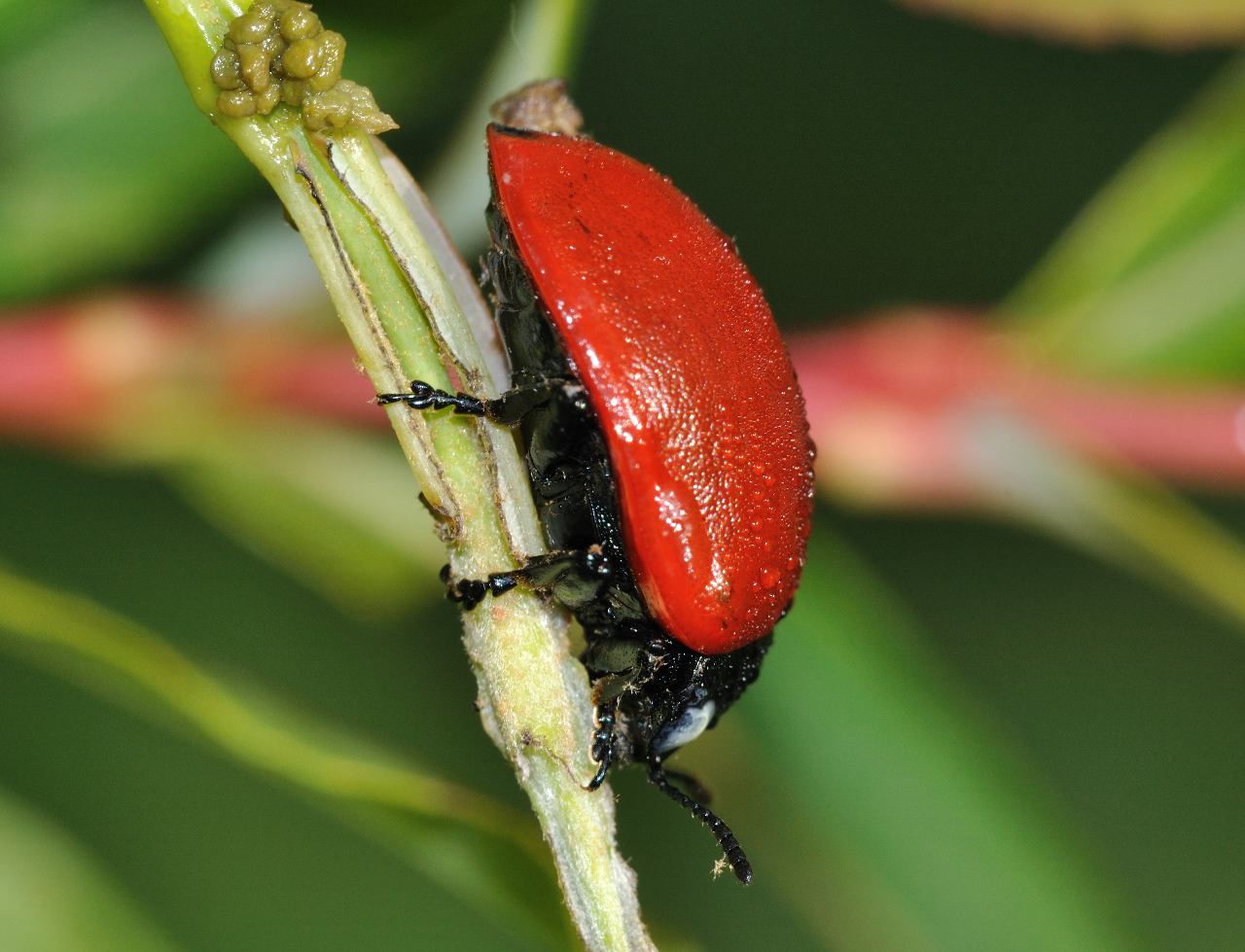 Chrysomela populi ?